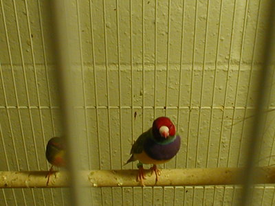 Dilute Cock
