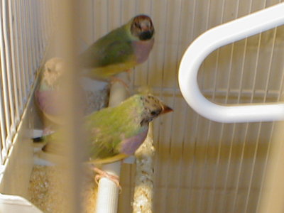 2 females