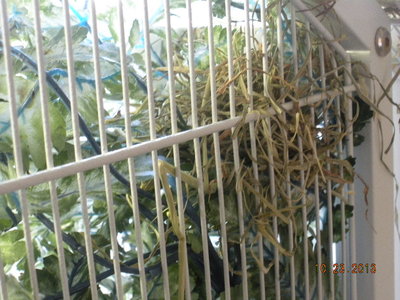 A nest is started in second fake plant.