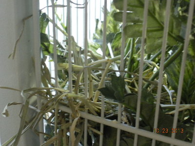 First nest started in a fake plant.
