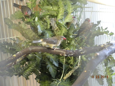 A few strands of hay in the plant hinted at a nest.