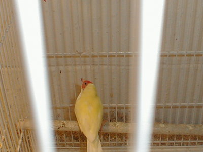 yellow fe/male