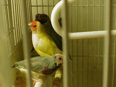 yellow fe/male