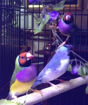 Gould Hens 1.JPG