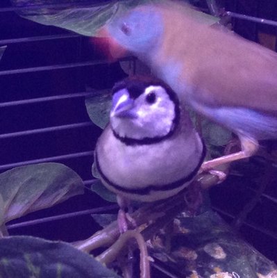 Owl Hen 1.JPG