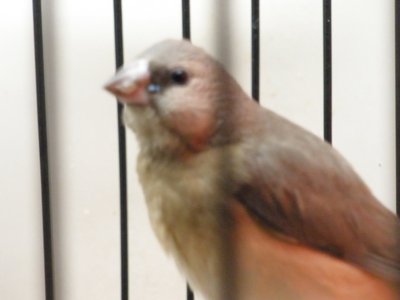 side view of Chip