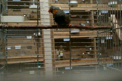 Darko again. His body shape is a bit off and he is small but Harry is alot better example of the type. Will have to take some pics