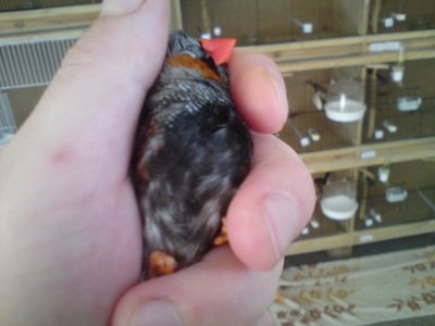 Draco again, being a wiggle bum LOL