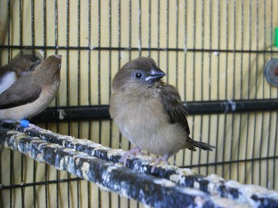 Little Spice Finch