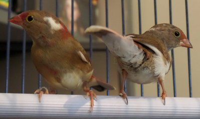 Pied Ruddie Babies