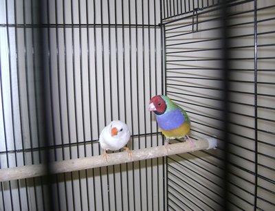 Handsome Gould .JPG