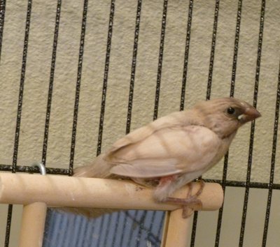 Chick #2