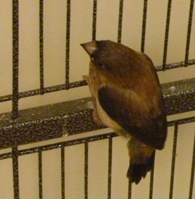 Chick #1 (Same color as Chick #4)