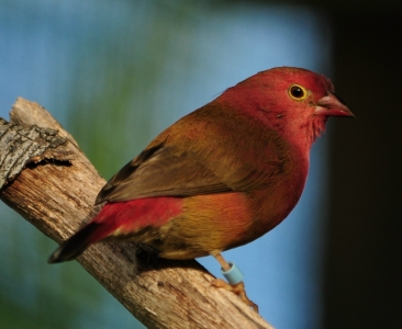 Red billed firefinch.jpg