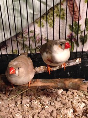 burds.jpg