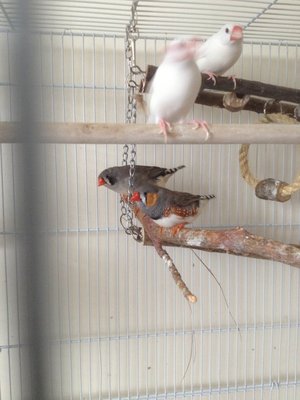 the zebs and javas were briefly housed together but the zebs got their own place in the end