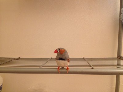 image.jpg