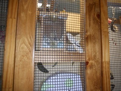bird (6).JPG