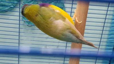 Gouldy's Feathers.jpg