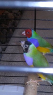 sick gouldian 1.jpg