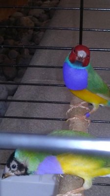 sick gouldian 2.jpg