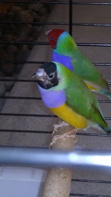 sick gouldian 3.jpg