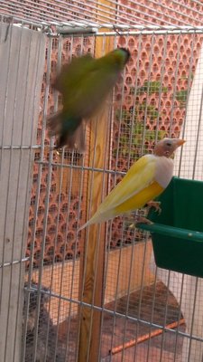 bald hen.jpg