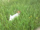 Don't mind the pups. They eat these grasses/weeds all the time with no harm, and they love them.