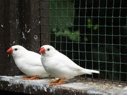 White Zebra Finch.jpg