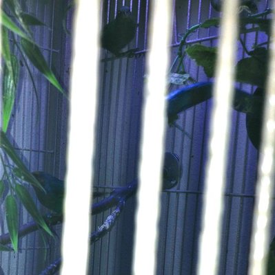 2014 Seagreen Fledges.jpg
