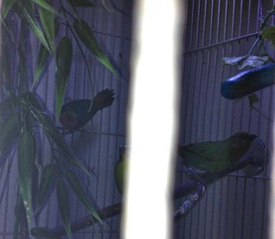 Seagreen and Redthroat Fledges 2014.jpg