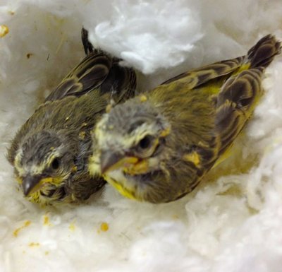 At Fledge