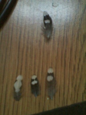 These are from Lolita
