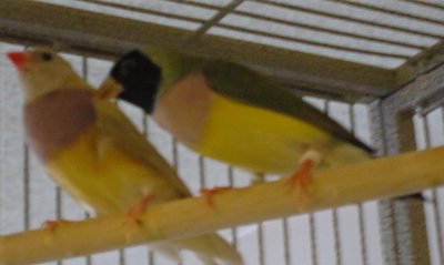 Sitting pretty next to my older yellow female