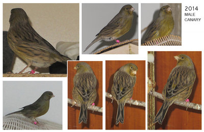 this is my male canary