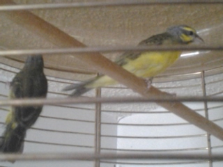 And these are the two green singers. No names yet.