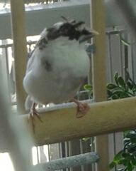 Not the best picture, but you can see how his foot twists in an odd way.