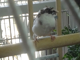 And there he is with his little lame foot and a face that only a mother would love. LOL.