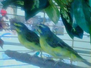 Harper and Willow ( my pair of Green Singers)
