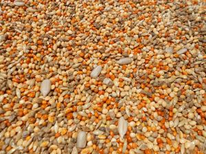 Seed mix.jpg