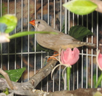 This one is my girl from and older clutch same parents. The other was a grey in the clutch of 2.