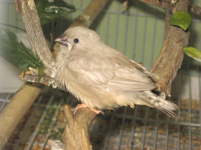 New fledgling from that Dad. What is she? Her older sister  is in 3rd pic. There was a gray and what looked like a CFW in this clutch.