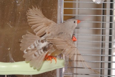 tail feather grey female chick.JPG