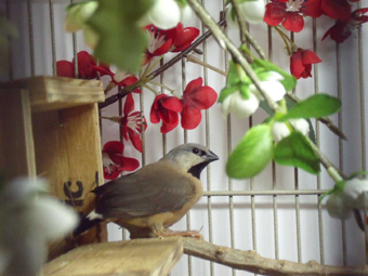 Feb 7th shaftail fledgling.jpg