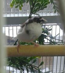 This is little Gimpy, who nobody in the Petshop wanted, so he was 25% off. I love him to pieces.