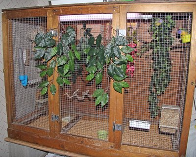 Large Flight in my Kitchen - has 2 pair of Gouldians in it