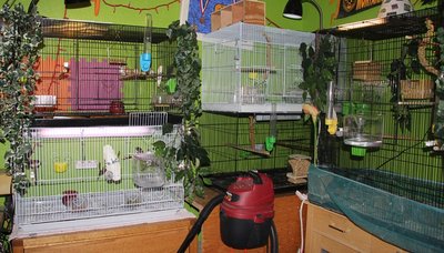 Bird Room