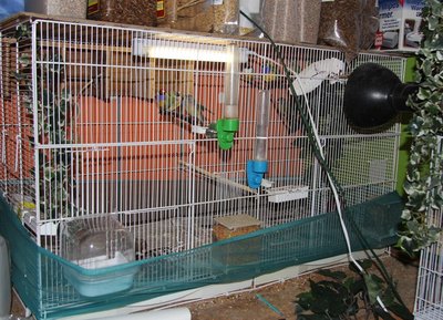 Large Flight in Bird Room