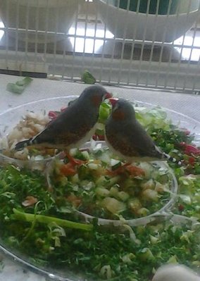 This is Teddy and Timmy
