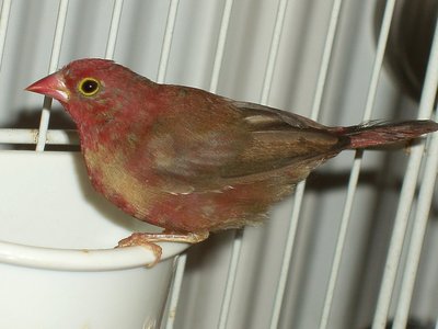 Male Fire FInch.JPG